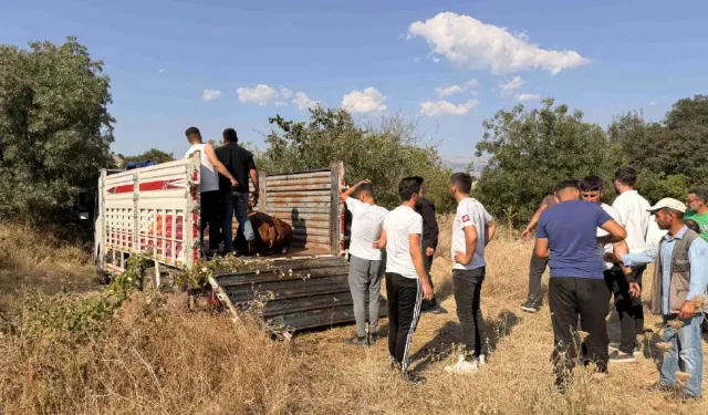 Çorum'da 20 büyükbaş zehirlendi, 5'i kesildi
