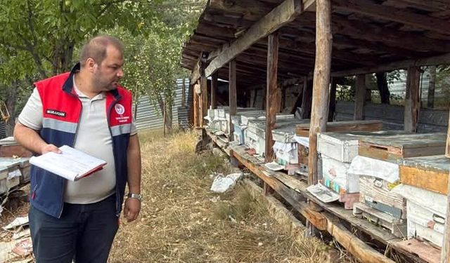 Arı kovanları sayıldı