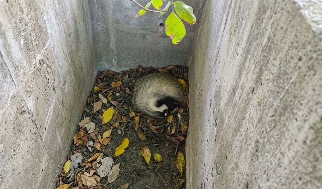 Havuzun içinde mahsur kalan porsuğun imdadına çiftçiler yetişti