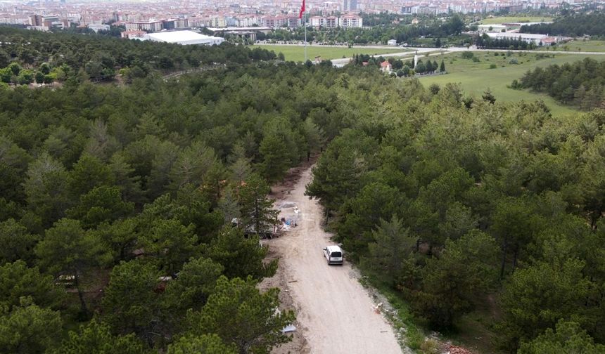 Bahabey Çamlığı, eko-turizm alanı oluyor
