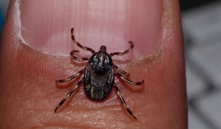 Çorum'da 'Hyalomma Marginatum' daha yaygın