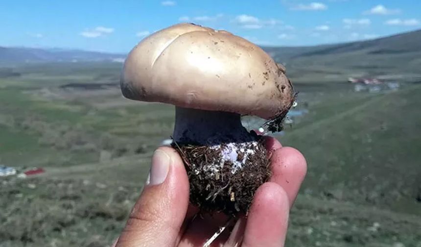 Mantardan zehirlenen 3 kişi hastaneye kaldırıldı