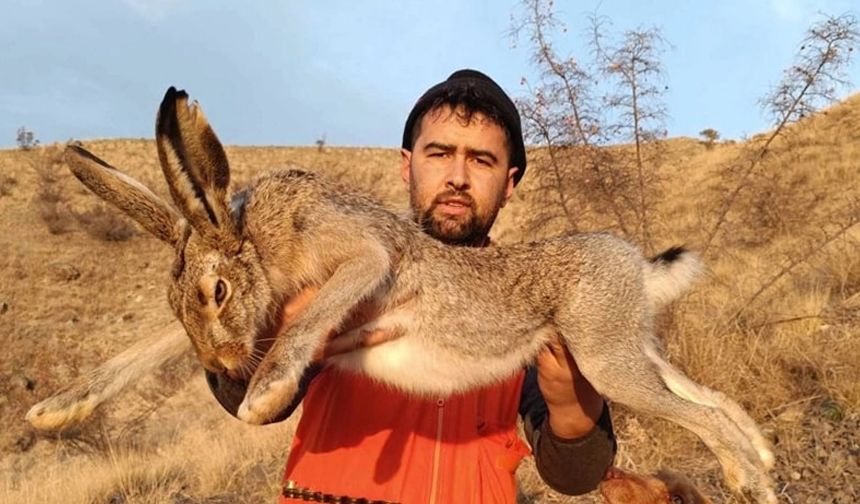 Çorum'da 7 kiloluk tavşan yakalandı