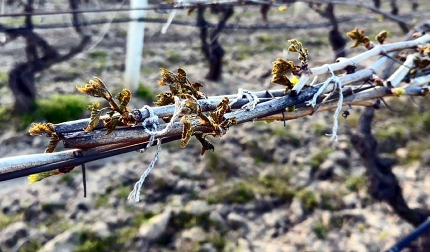 Çiftçilere zirai don uyarısı