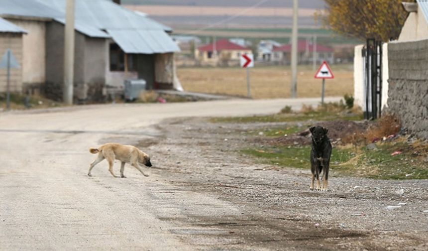 13 yaşındaki çocuk köpek saldırısında yaralandı