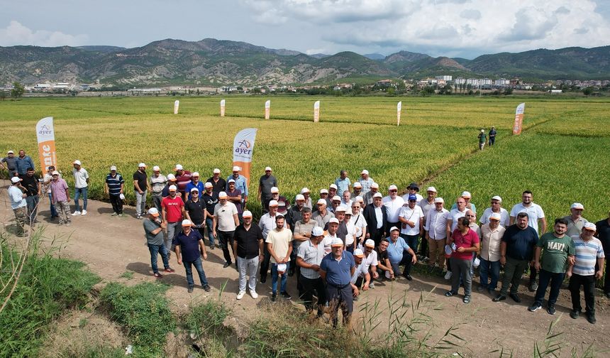 İlçede pirincin kalitesi daha da artırılacak