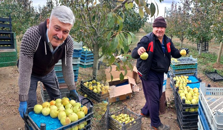 Çorum'un meşhur armudunda hasat zamanı