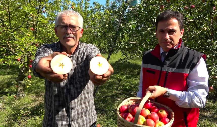 Misket elmasında hasat zamanı