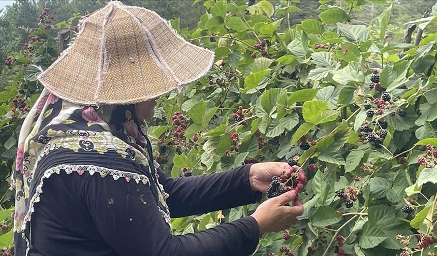 Kadınlar kooperatifler aracılığıyla toprağa iz bırakıyor