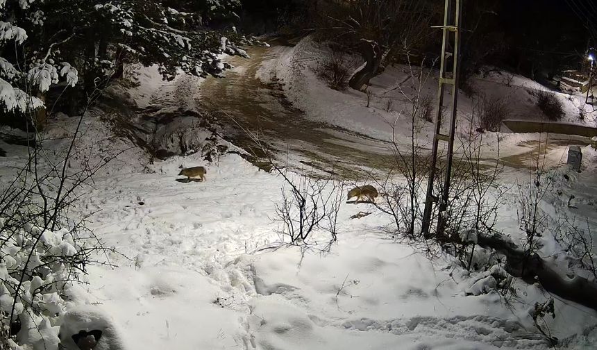 Çorum'da köyde yiyecek arayan kurtlar güvenlik kamerasınca kaydedildi