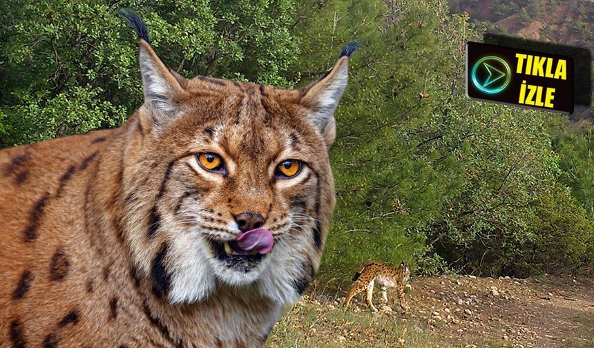 Vahşi hayvan Çorum'da böyle görüntülendi