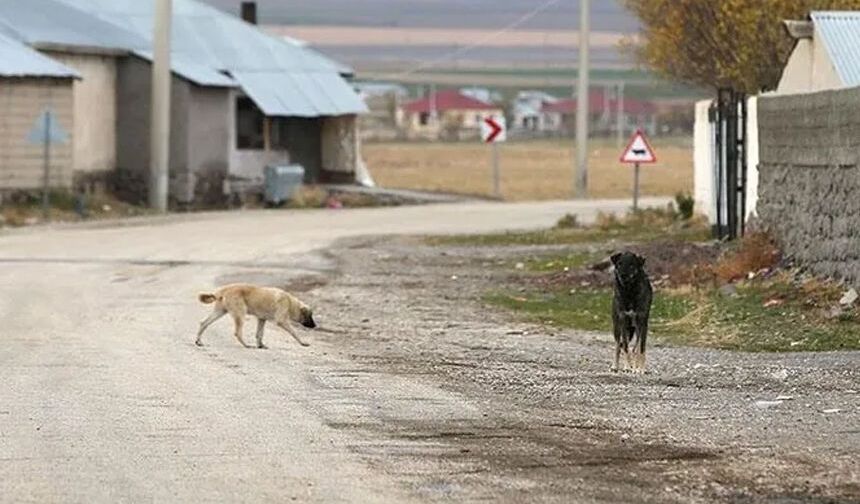 Çorum'un bu mahallesinde 1825 sokak hayvanı toplandı
