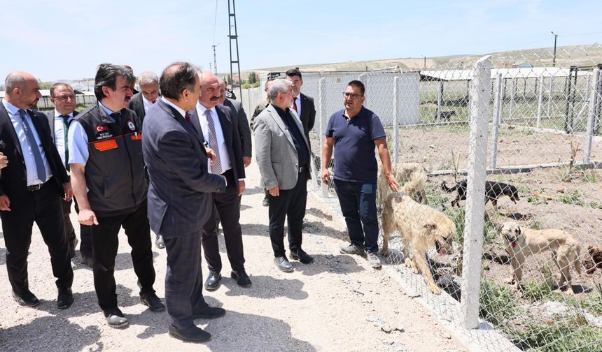 Çorum'da sahipsiz hayvanlar toplanmaya başlandı