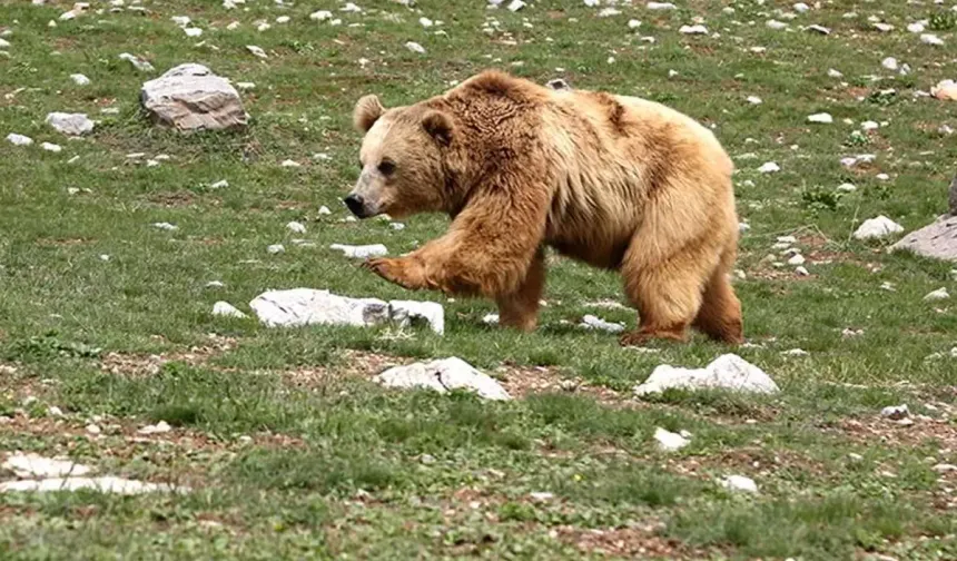 Ayı saldırısına uğrayan genç hayatını kaybetti
