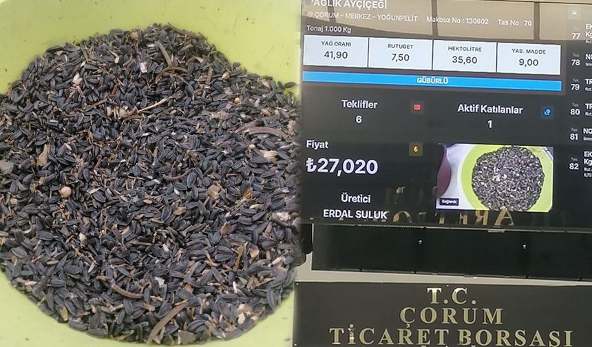 Yağlık ayçiçeği 27 liradan alıcı buldu