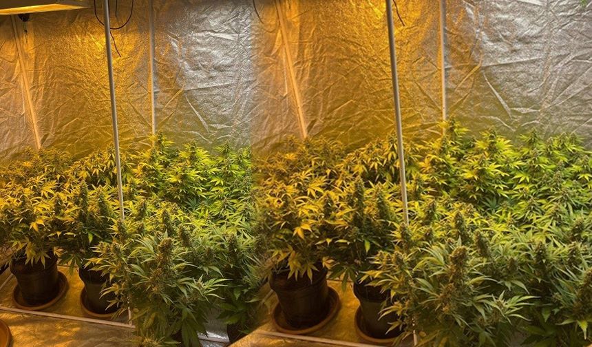 Köy evinde çadır kurup skunk yetiştiren şahsa operasyon