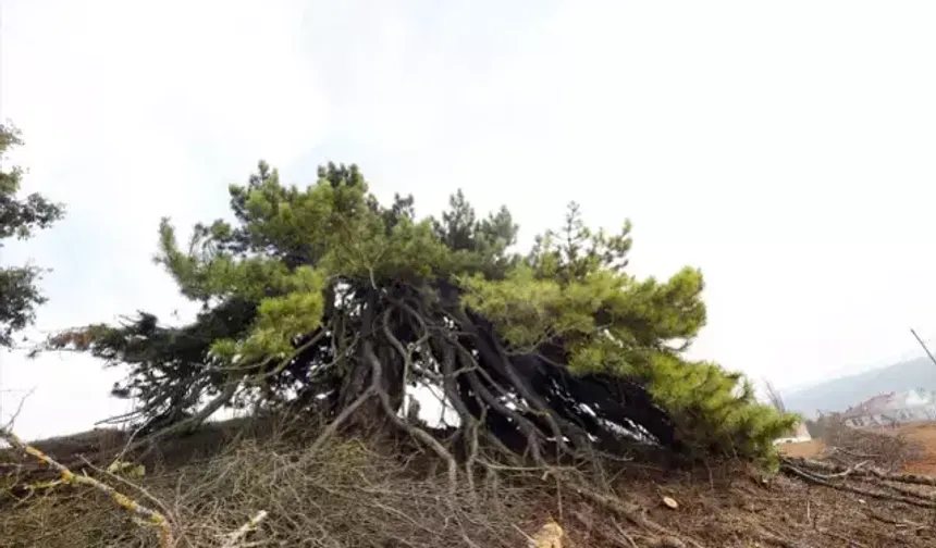 Dışardan bakınca basit bir çalılık! Asırlara meydan okuyor