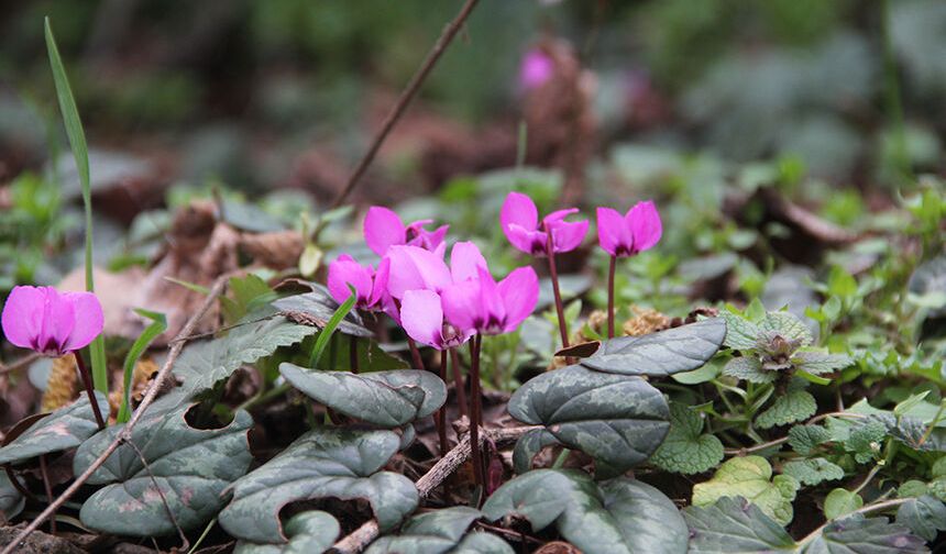 Çorum'da yabani sıklamenler çiçek açtı