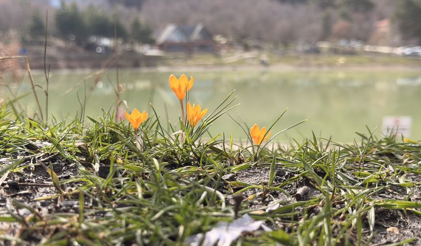 Çorum'da çiğdemler çiçek açtı