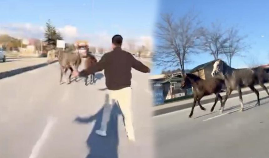 Başıboş atlar trafiği tehlikeye attı