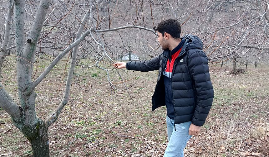 Çorum'da ceviz bahçeleri mercek altında