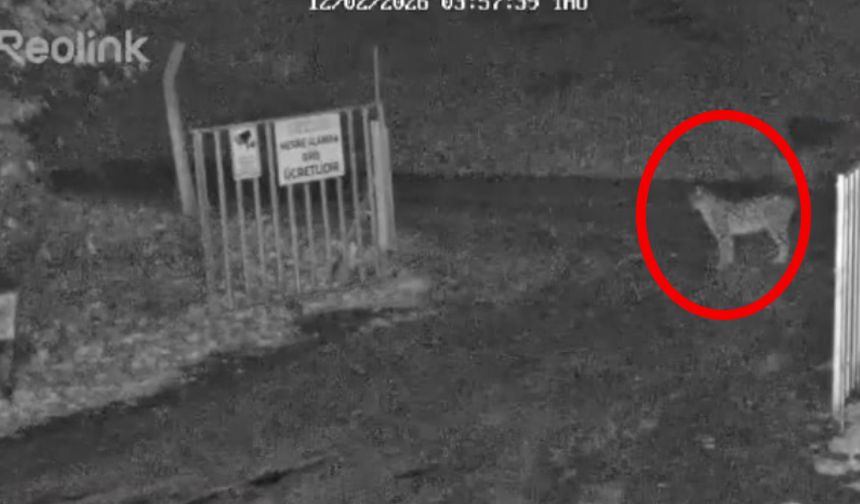 Vaşak güvenlik kameralarına böyle yakalandı