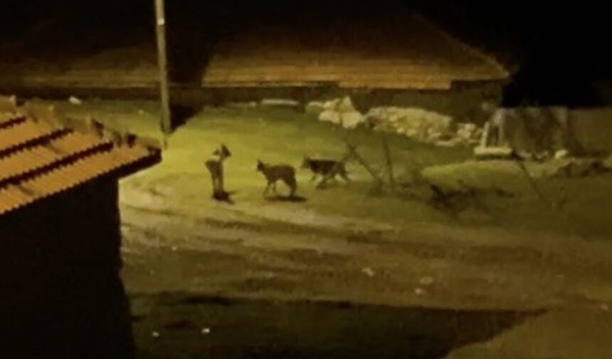 Çorum'da kurt sürüsü köye indi