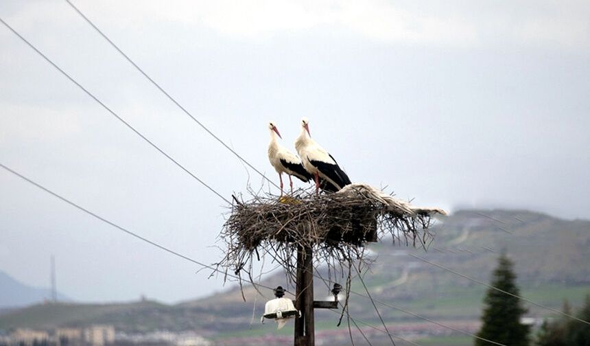 Baharın müjdecisi  leylekler döndü