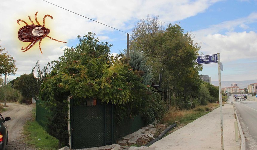 Ahçı Bağları’nda kene şikâyeti