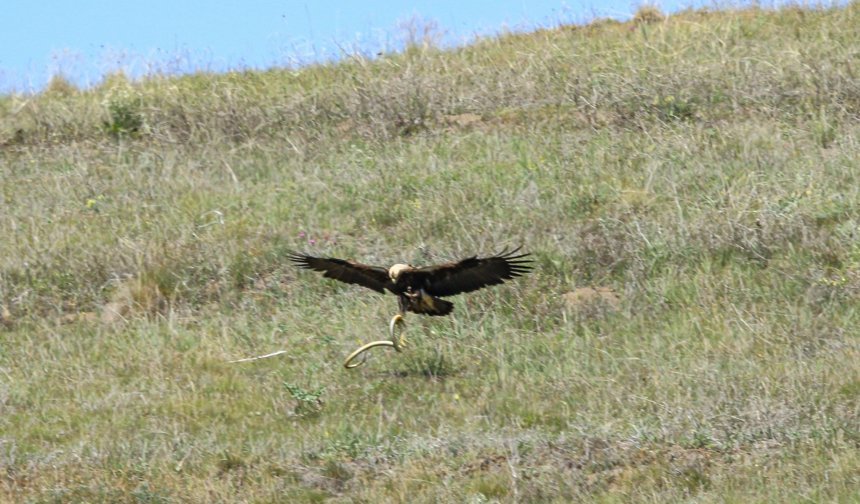 Çorum'da nesli tükenmek üzere olan hayvan görüntülendi