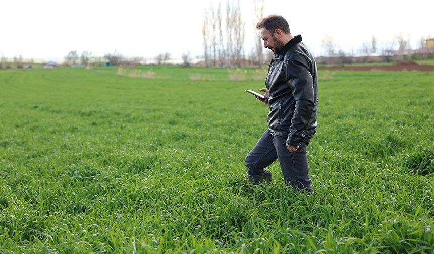 Tarlalarda hastalıkları yapay zekayla tespit edebilen yazılım geliştirildi