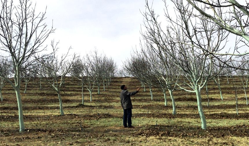 Çorum'daki cevizin yüzde 60'ı bu ilçede üretiliyor