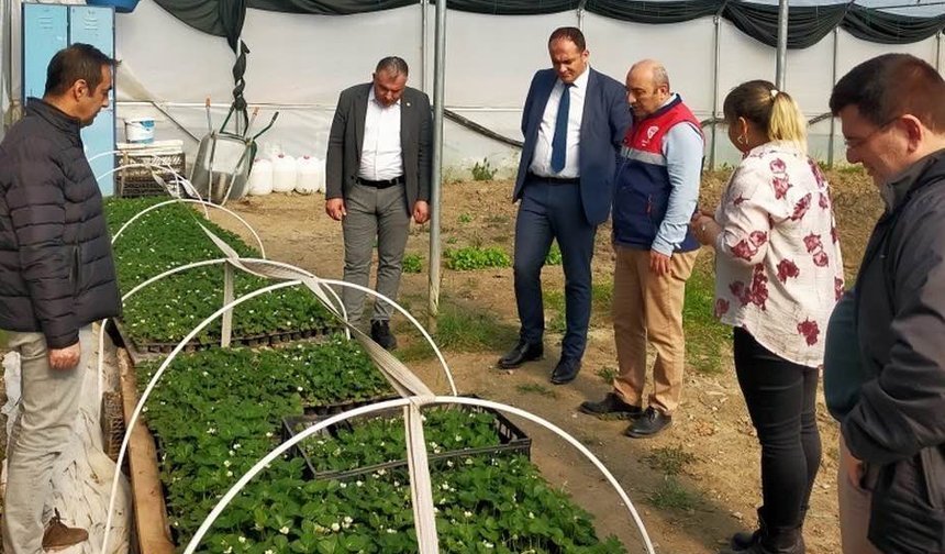 Hükümlüler çilek yetiştirecek