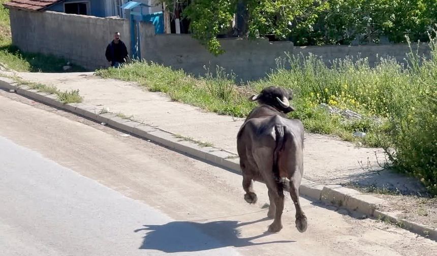 Evinin bodrumuna sığındı!