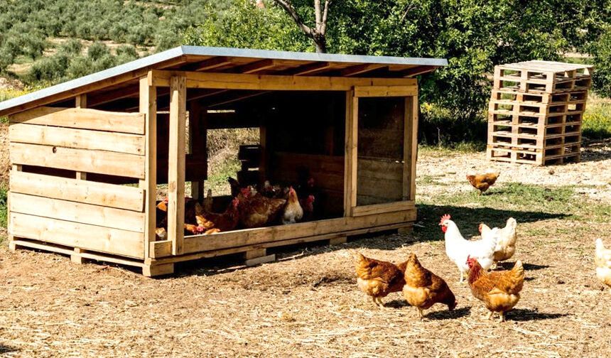 Çorum'da tavuk kümesi 6 milyon liraya satışa çıkarıldı!