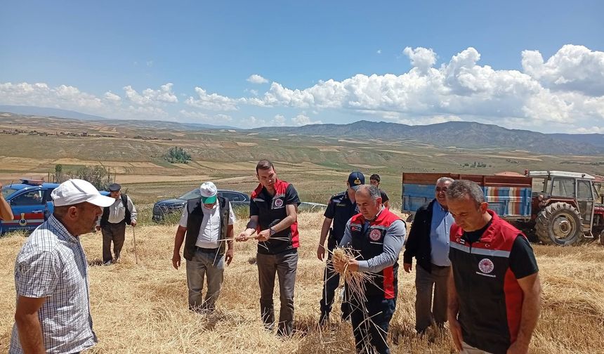 Çorum'da yılın ilk arpa hasadı gerçekleştirildi