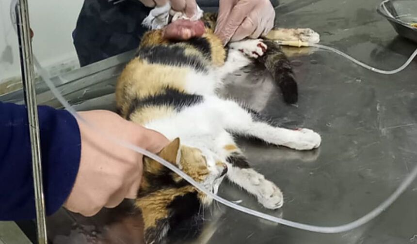 Genç veteriner yaralı kediyi ölümden kurtardı