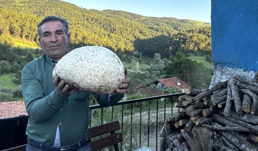Çorumlu çiftçi 5 kiloluk mantar buldu