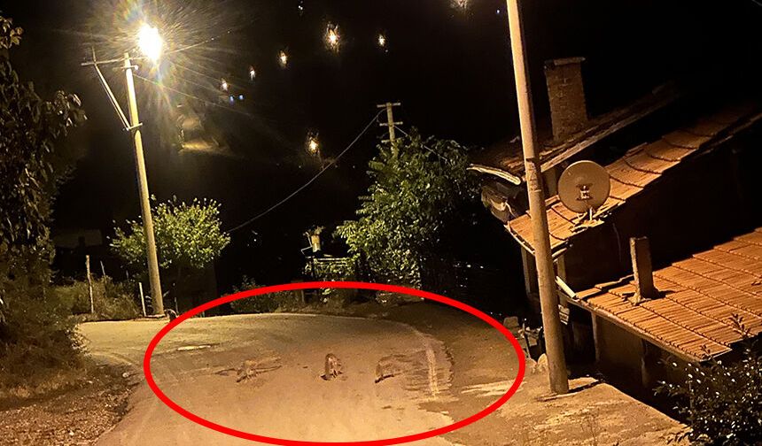 Çorum'da bu ilçeyi tilkiler bastı