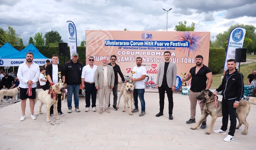 Çorum'da en iyi çoban köpekleri belirlendi