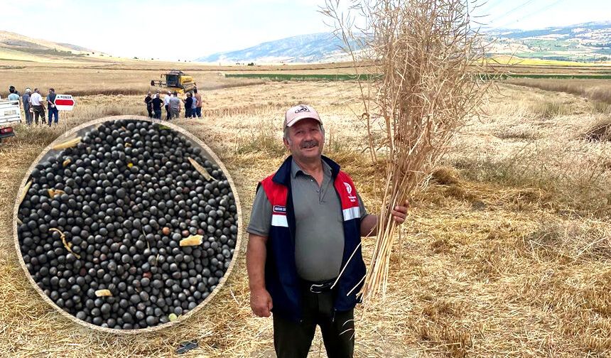 Çorum'un bu ilçesinde dekar başına 382 kilogram ürün elde edildi