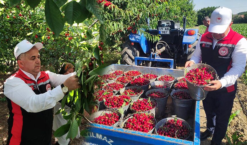 Çorum'un bu köyünde kiraz hasadı yapıldı