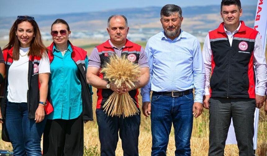Çorum'da 'kirve'nin ilk hasadı yapıldı