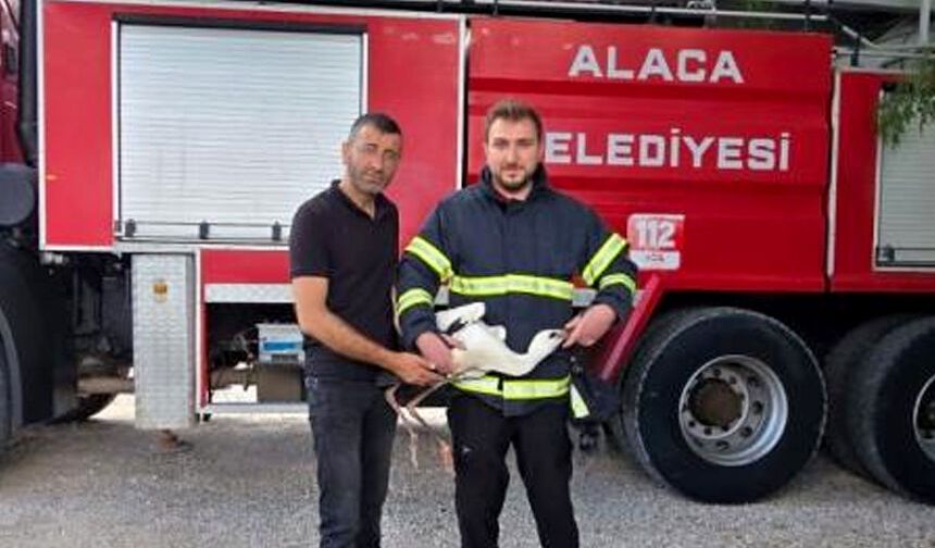 Yuvasında mahsur kalan leyleği itfaiye kurtardı