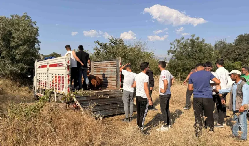 Çorum'da 20 büyükbaş zehirlendi, 5'i kesildi