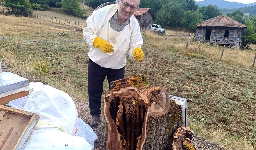 Meşe kütüğünden 8 kilo bal çıktı