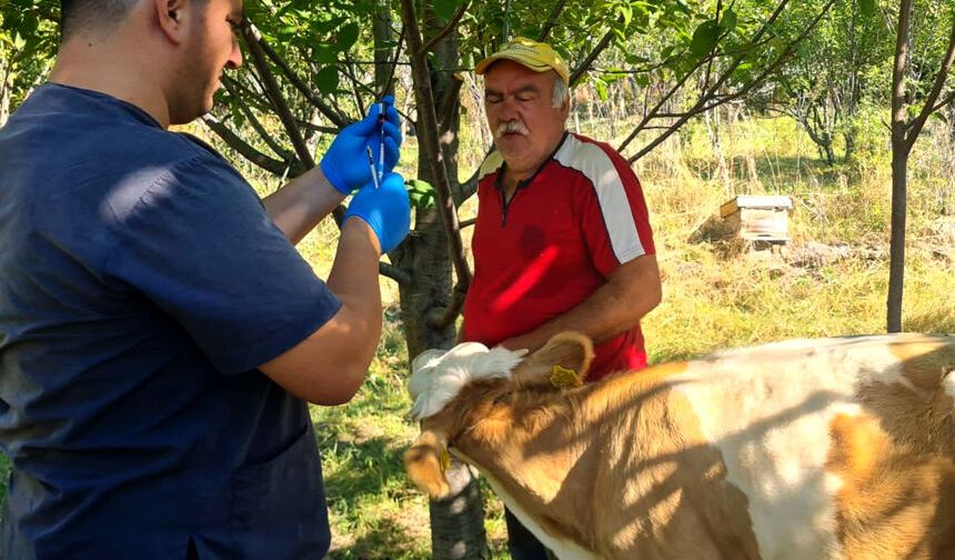 Çorum'da sığır tüberkülozu taraması başlatıldı