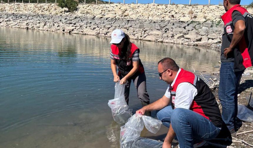 Çorum'da gölet ve barajlara binlerce yavru balık bırakıldı