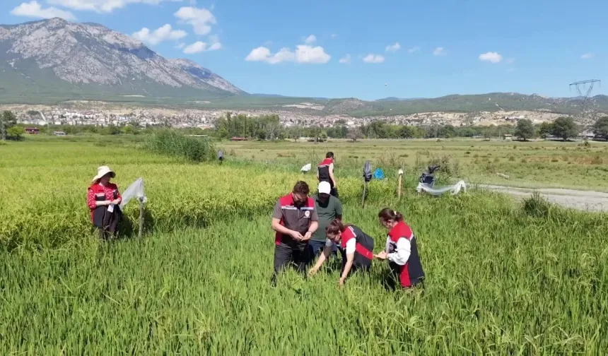 Çorum’da iki yerli çeşit deneniyor