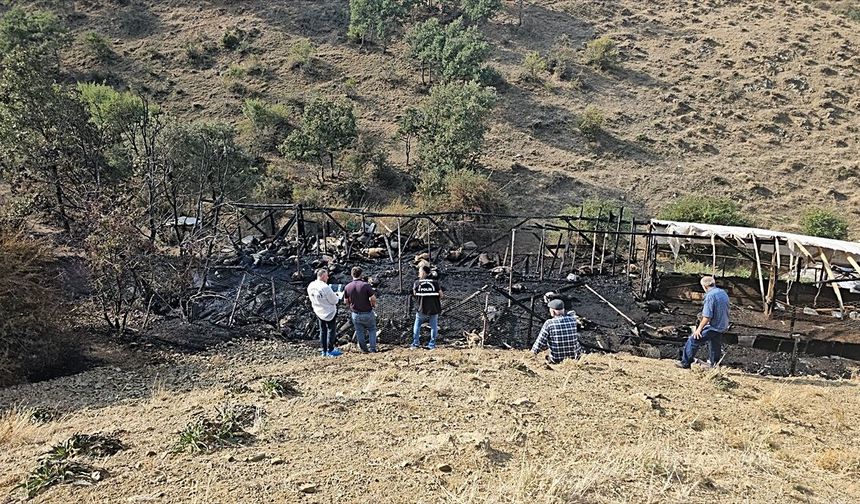 Çorum'da ağılda yangın: 100 koyun telef oldu